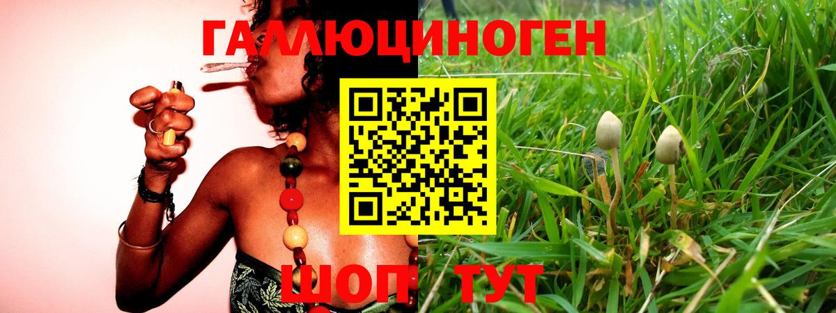 Галлюциногенные грибы прущие грибы  Вход с VPN  Сунжа  закладка  Галлюциногенные грибы Cubensis 